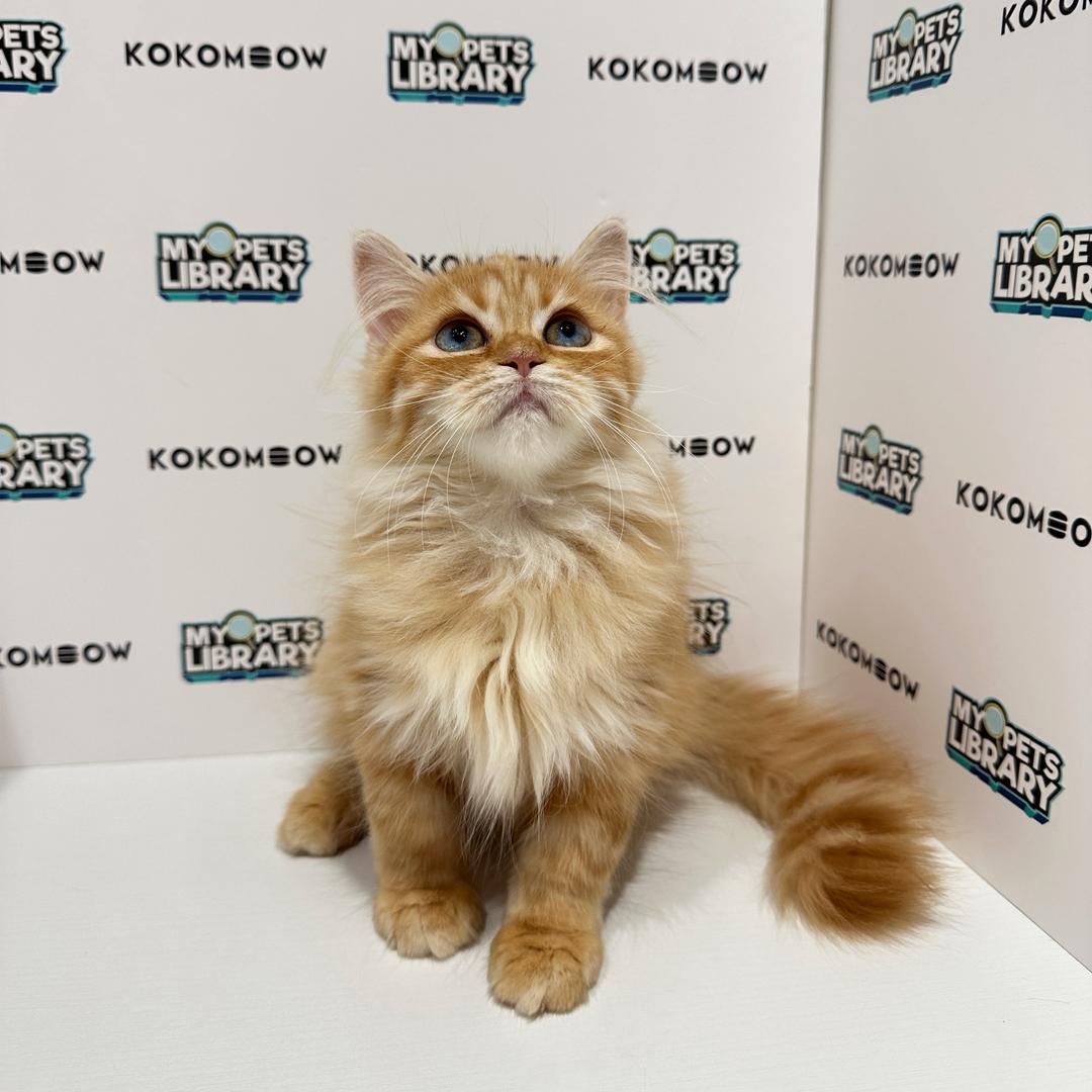 Persian British Longhair Kitten
