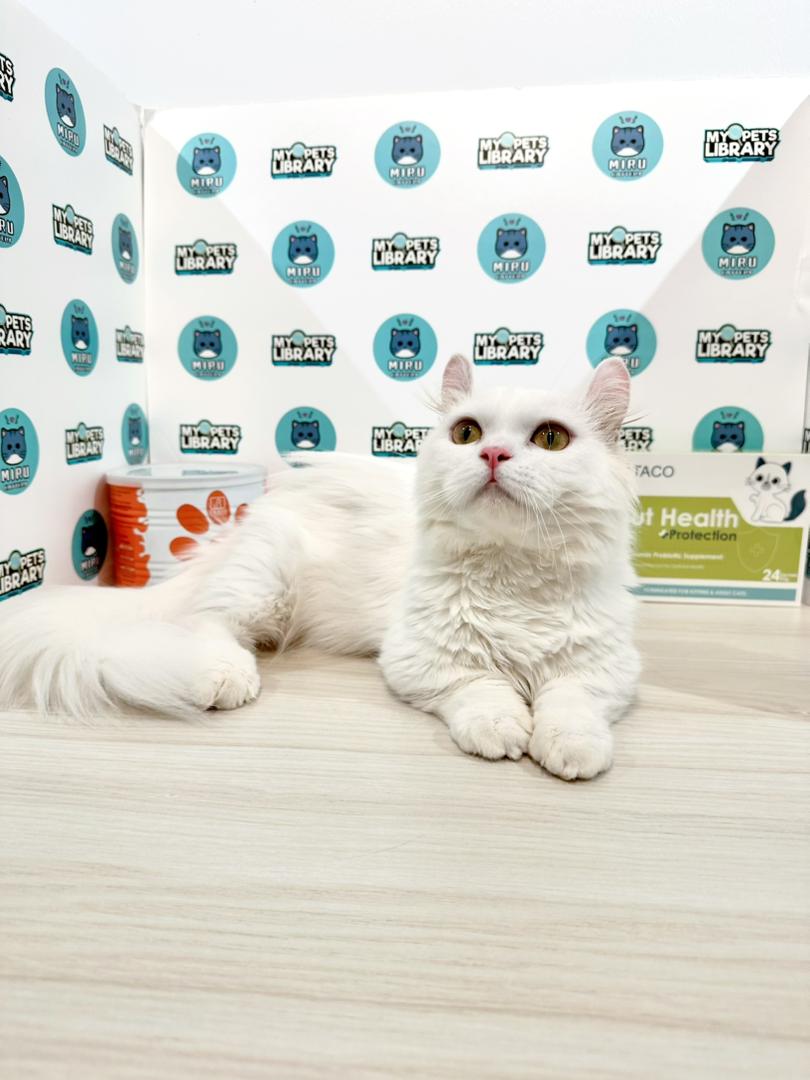 Super Short Munchkin Kinkalow Kitten