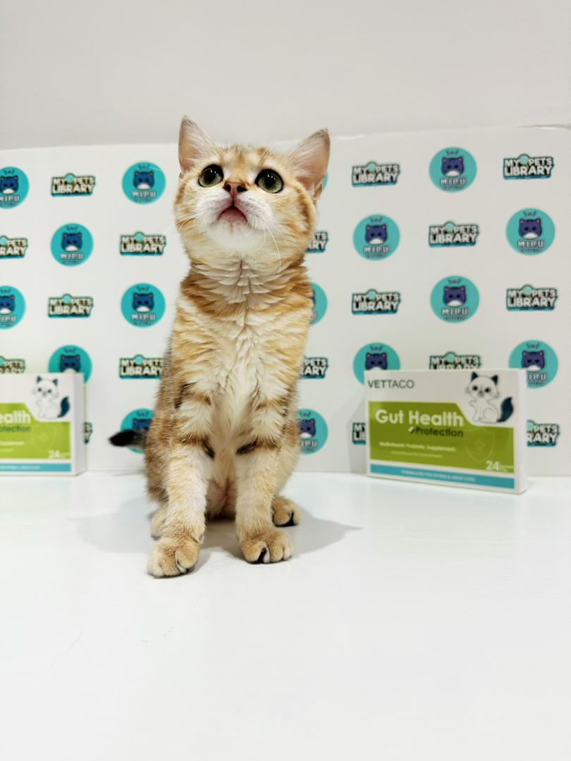 British Shorthair Kitten