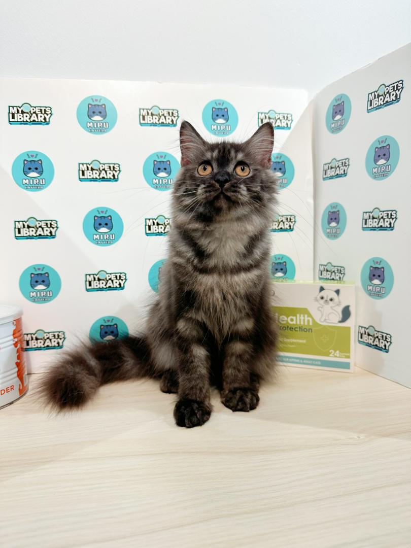 Minuet Napoleon Kitten