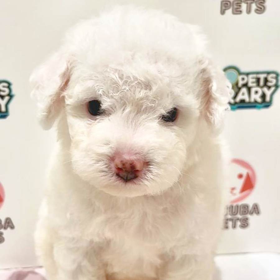 Toy Poodle Puppy