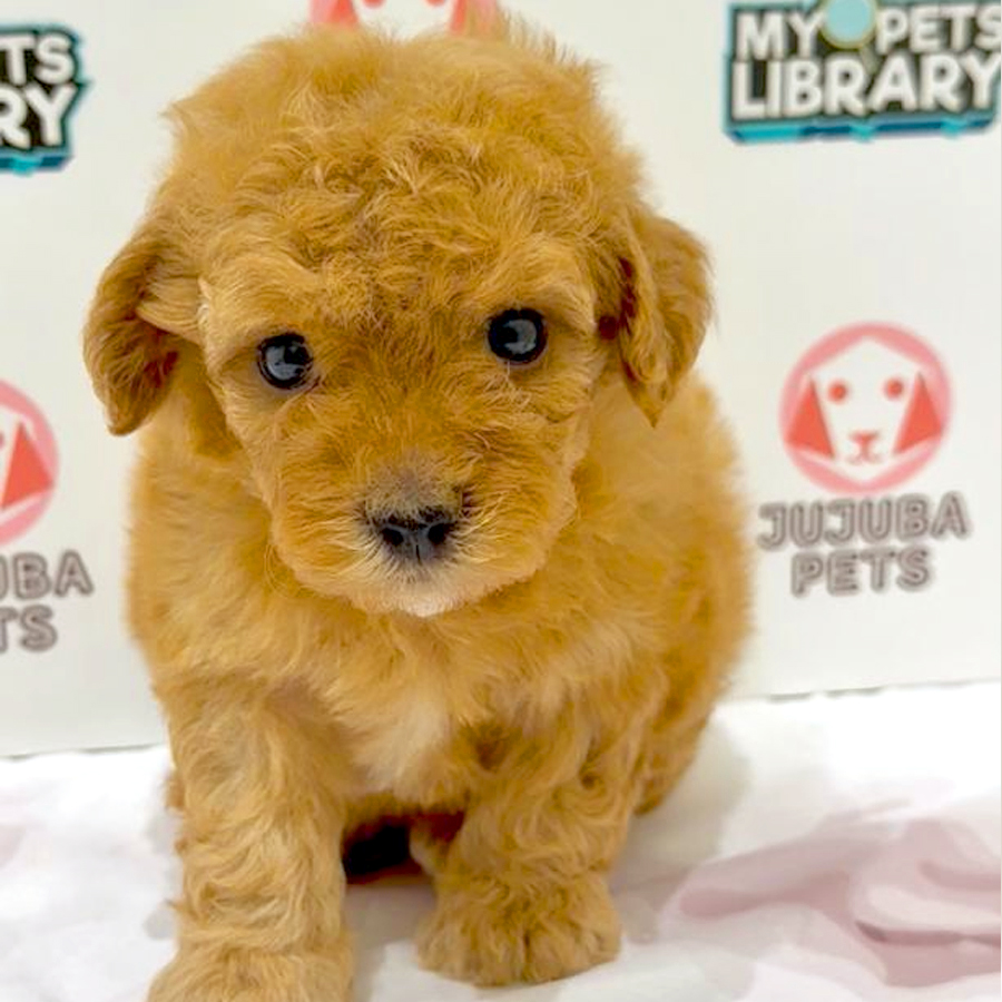 Toy Poodle Puppy
