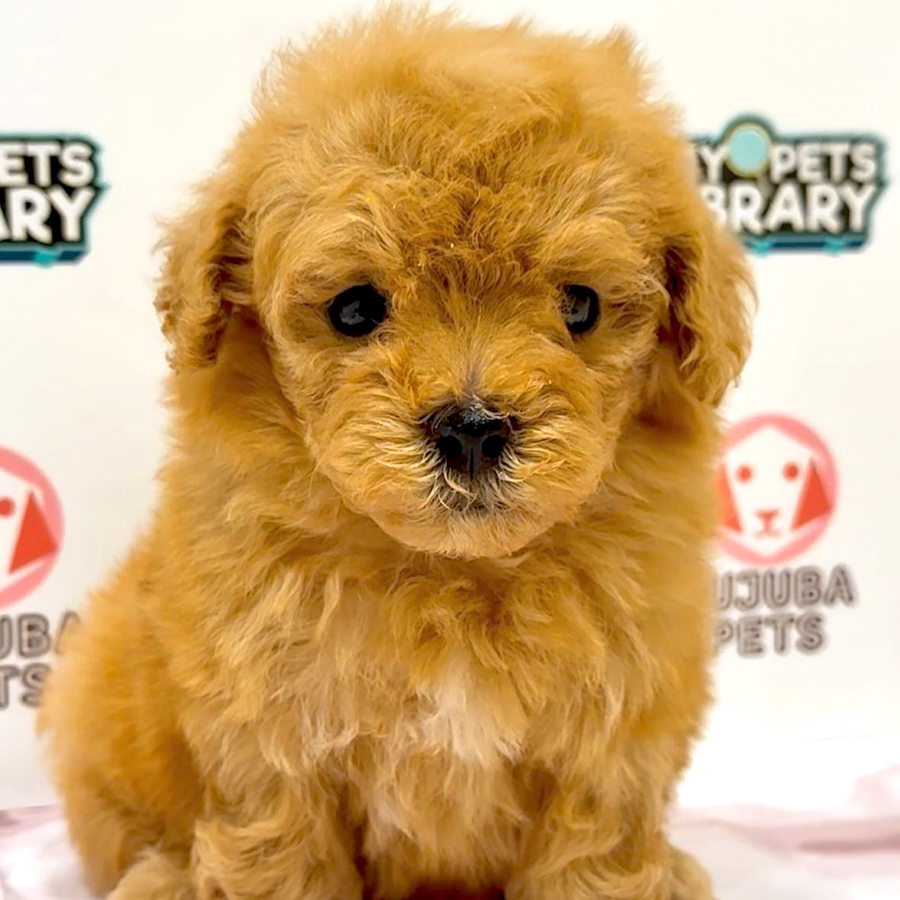 Toy Poodle Puppy