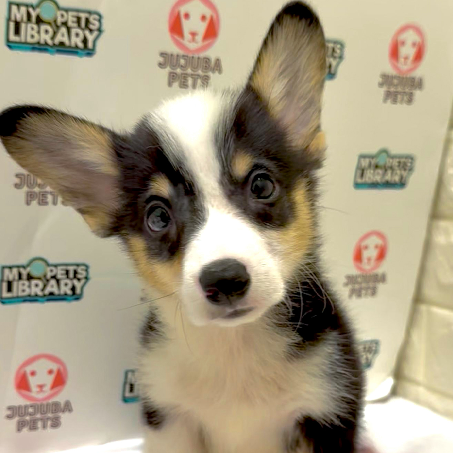Welsh Corgi Puppy