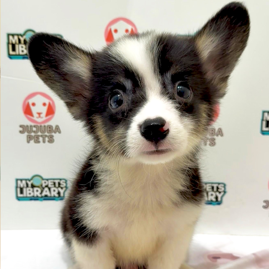 Welsh Corgi Puppy