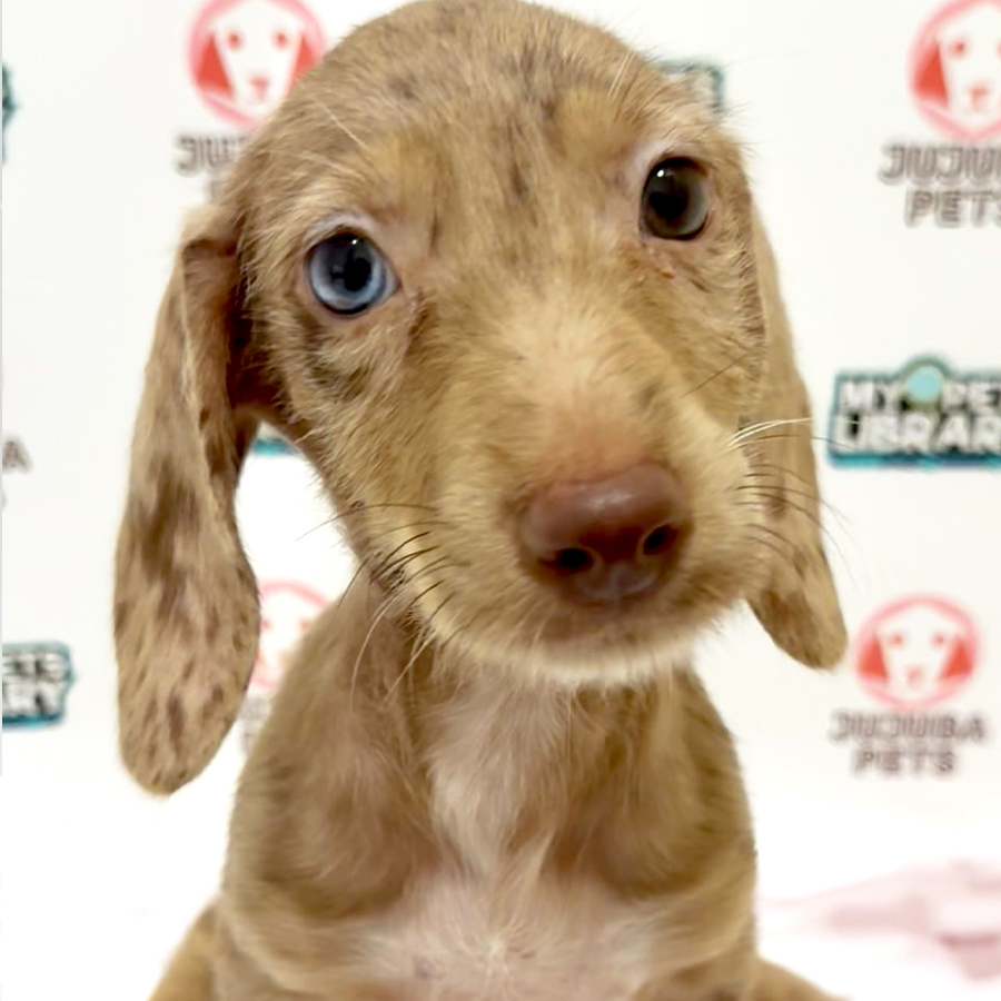 Dachshund Puppy