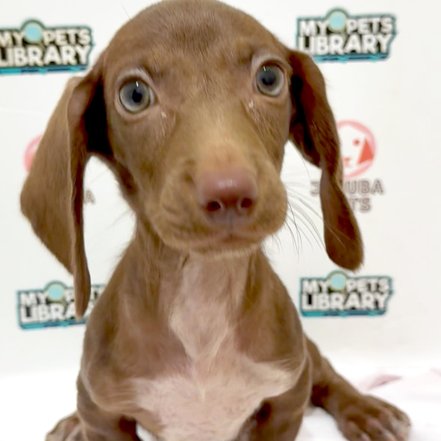Dachshund Puppy