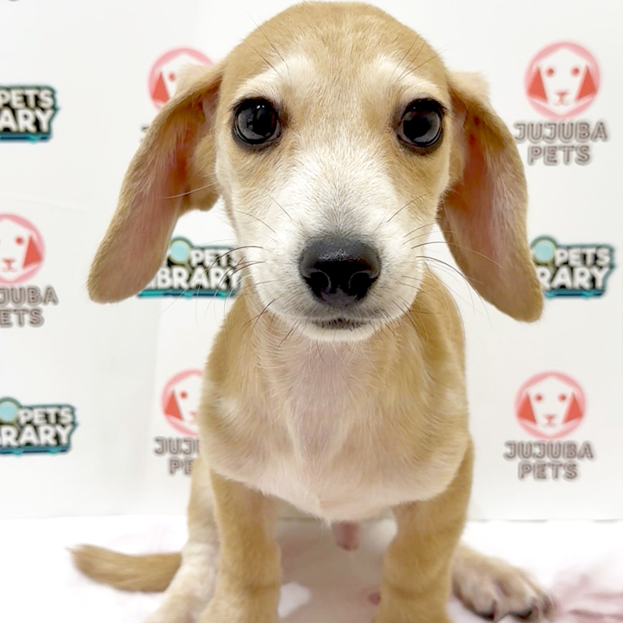 Dachshund Puppy