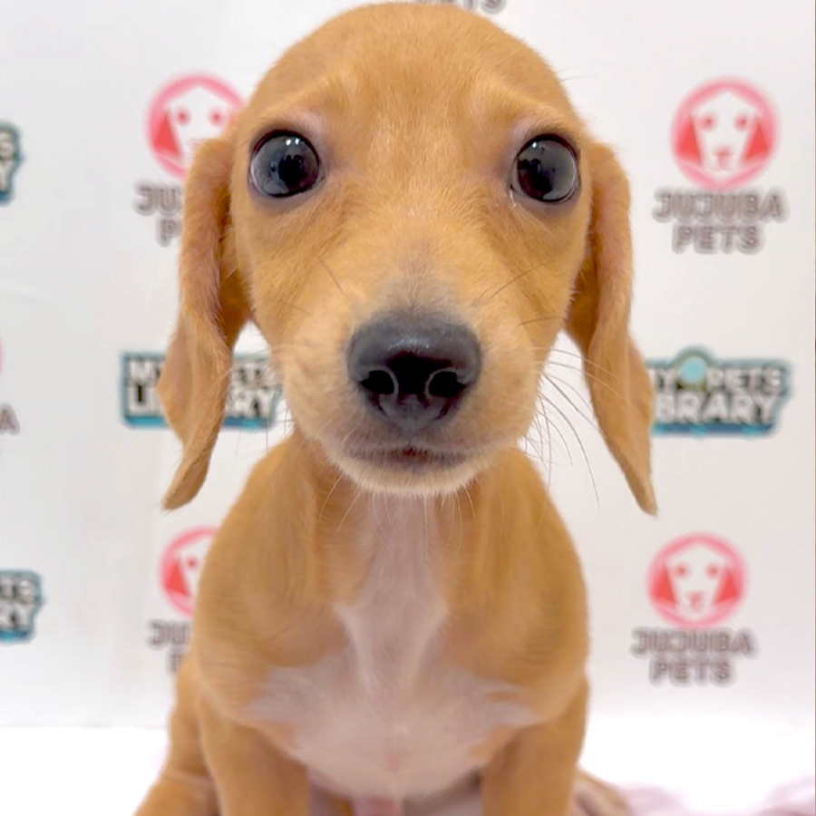 Dachshund Puppy