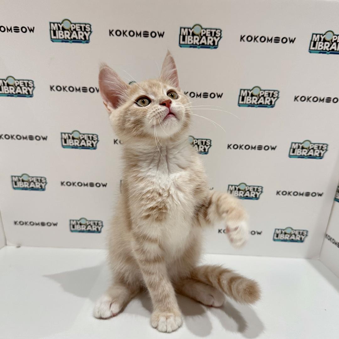 Maine Coon British Shorthair Kitten