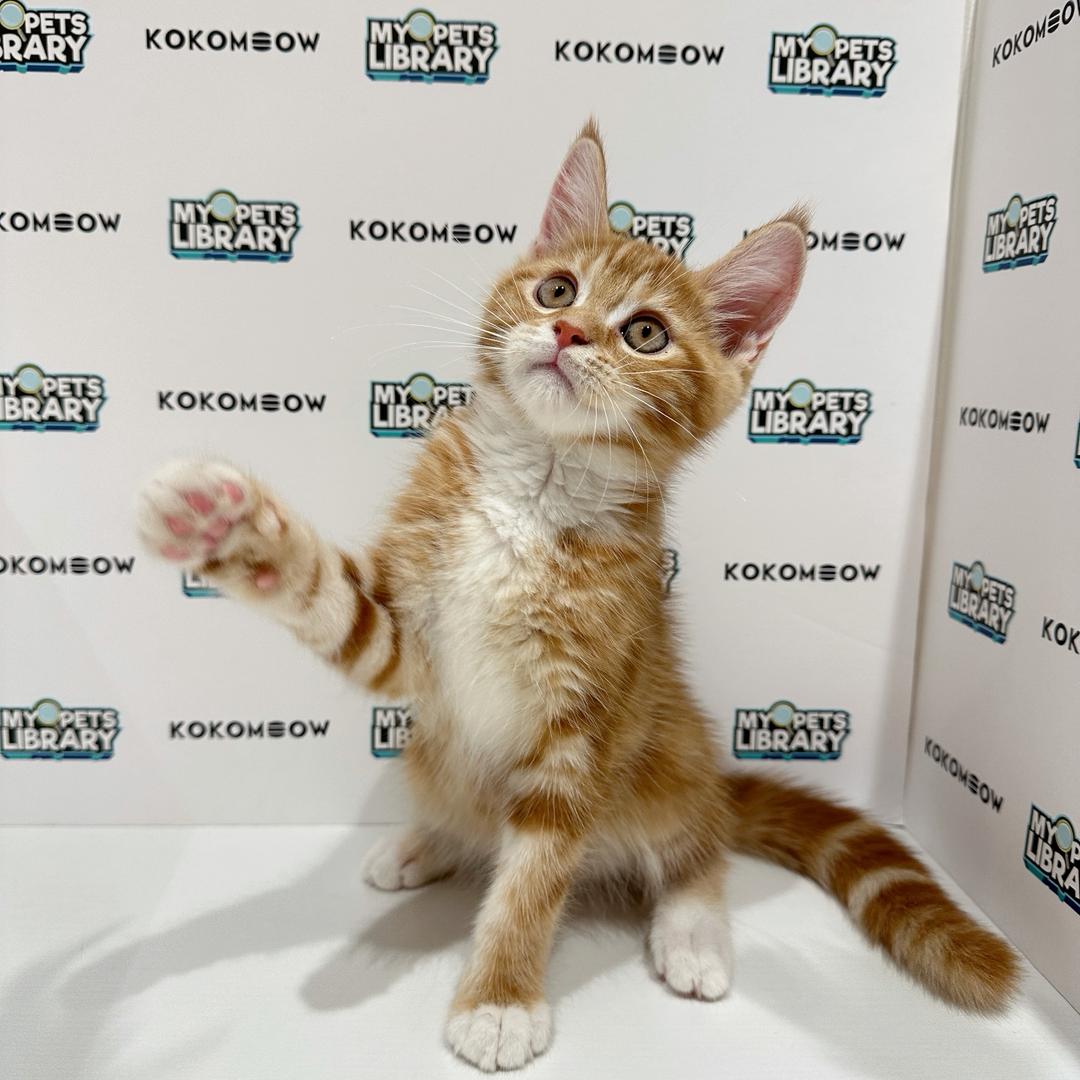 Maine Coon British Shorthair Kitten