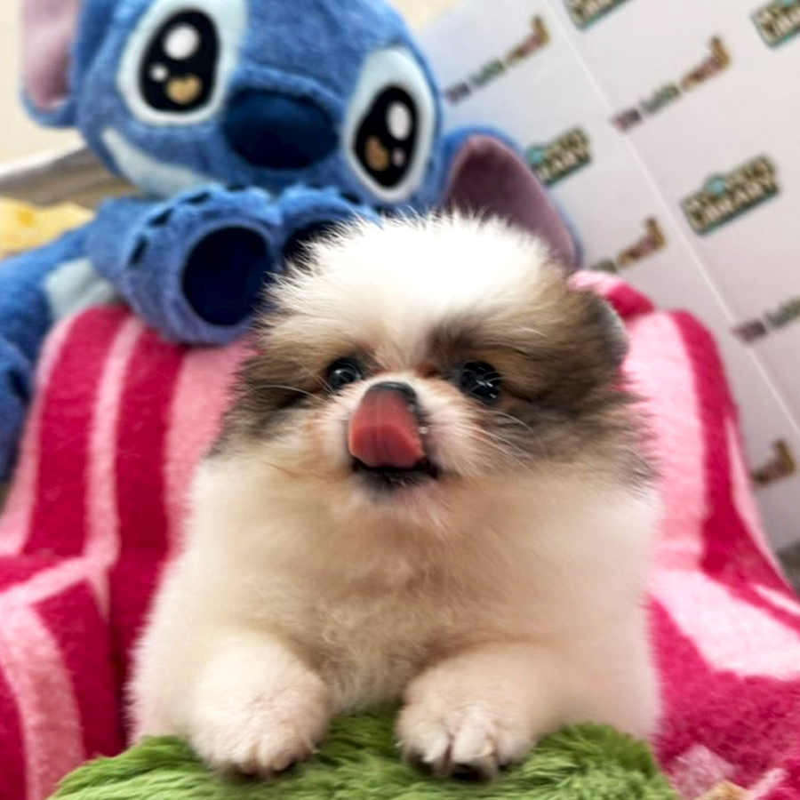Tiny Pomeranian Puppy