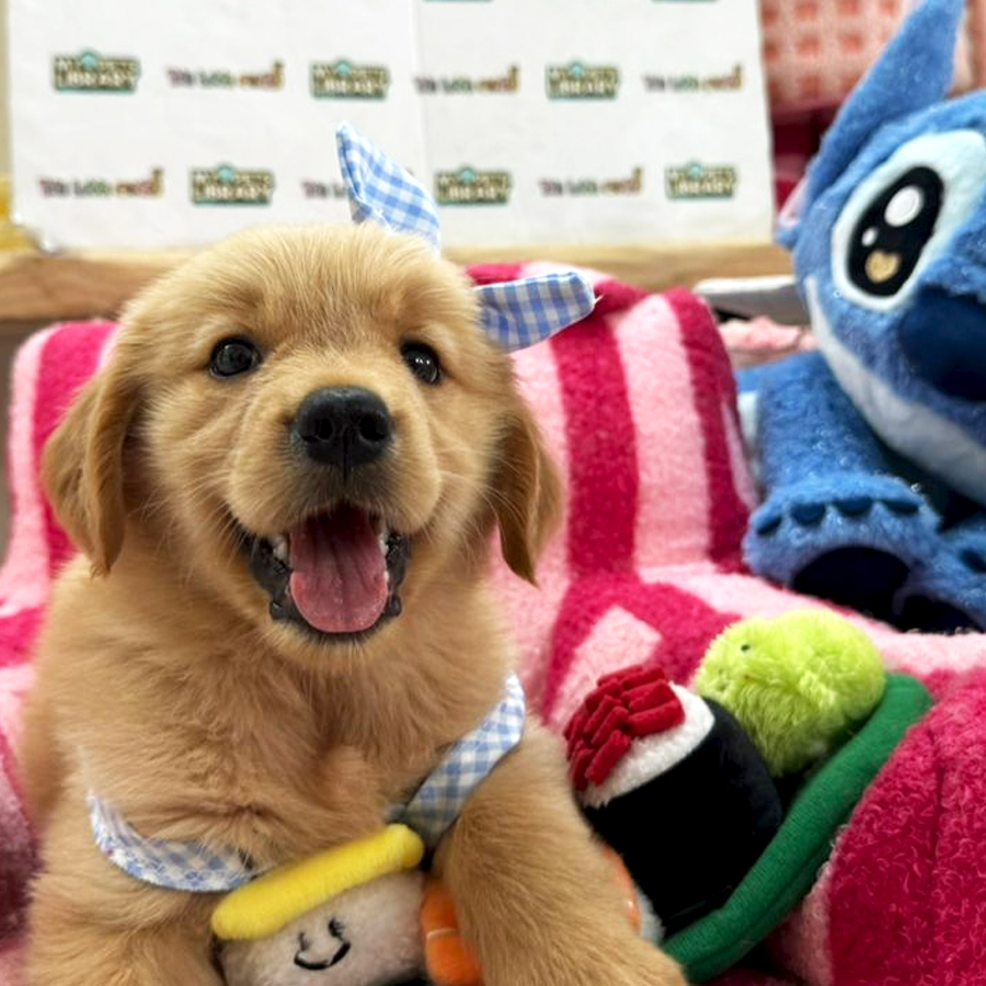 Golden Retriever Puppy