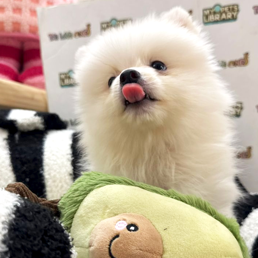 Tiny Pomeranian Puppy