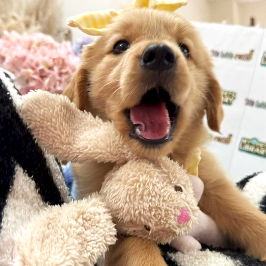 Golden Retriever Puppy