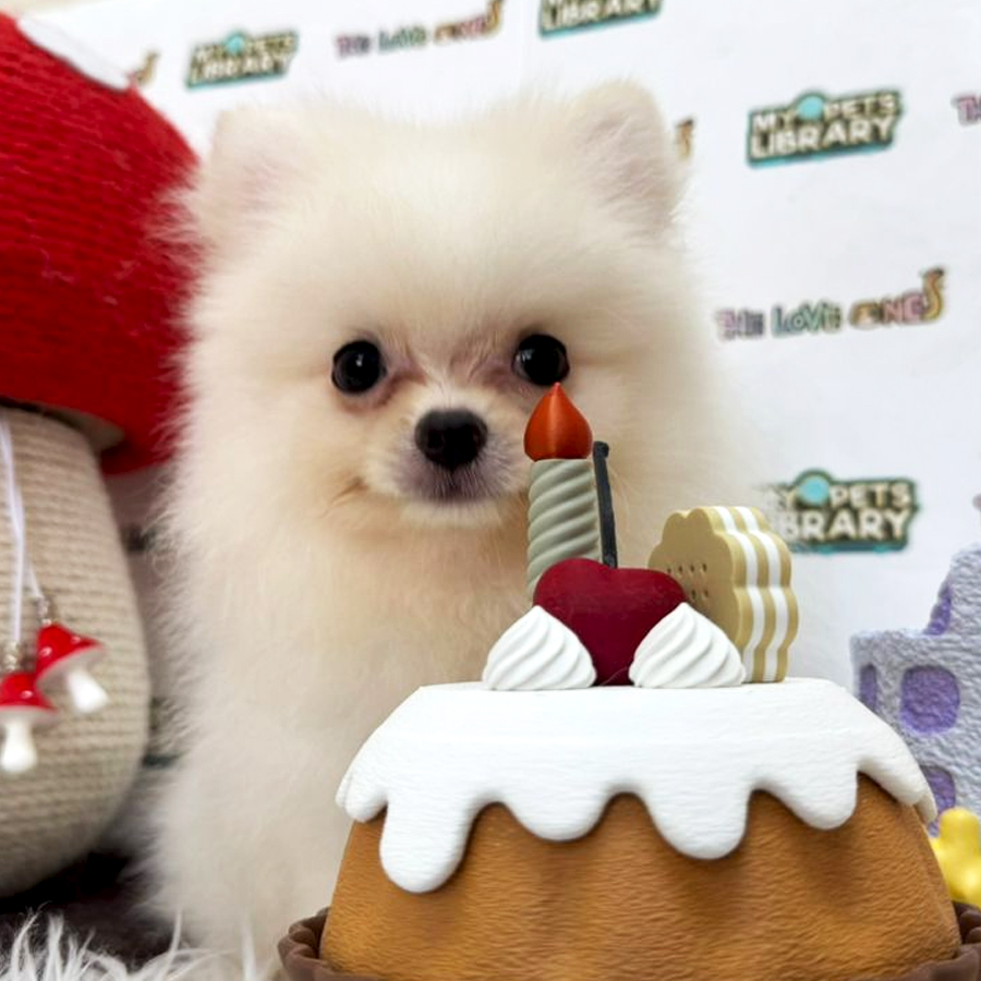 Tiny Pomeranian Puppy