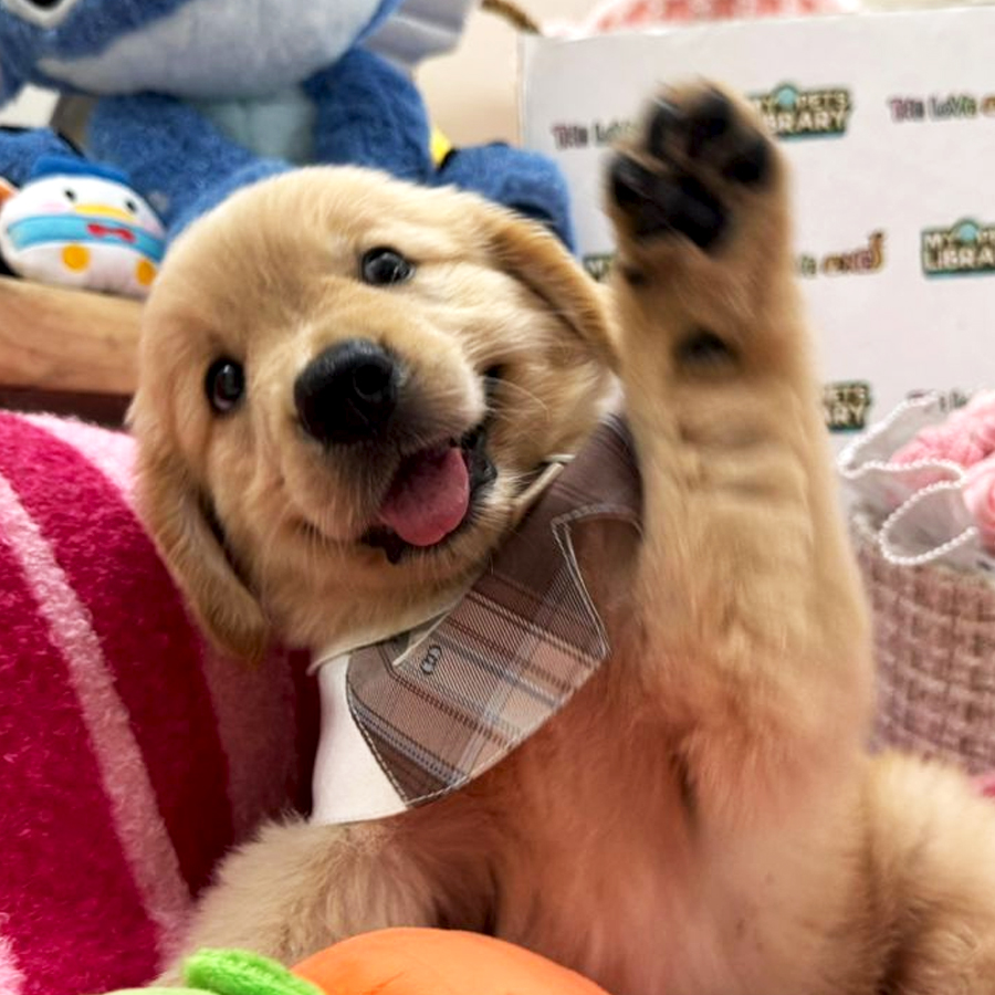 Golden Retriever Puppy