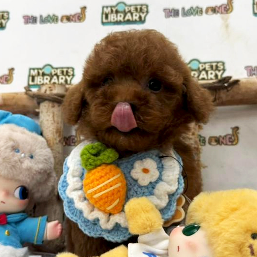 Tiny Toy Poodle Puppy