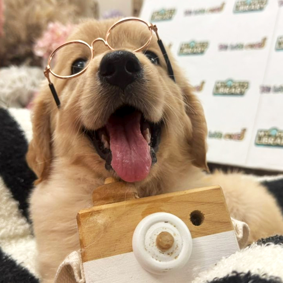 Golden Retriever Puppy
