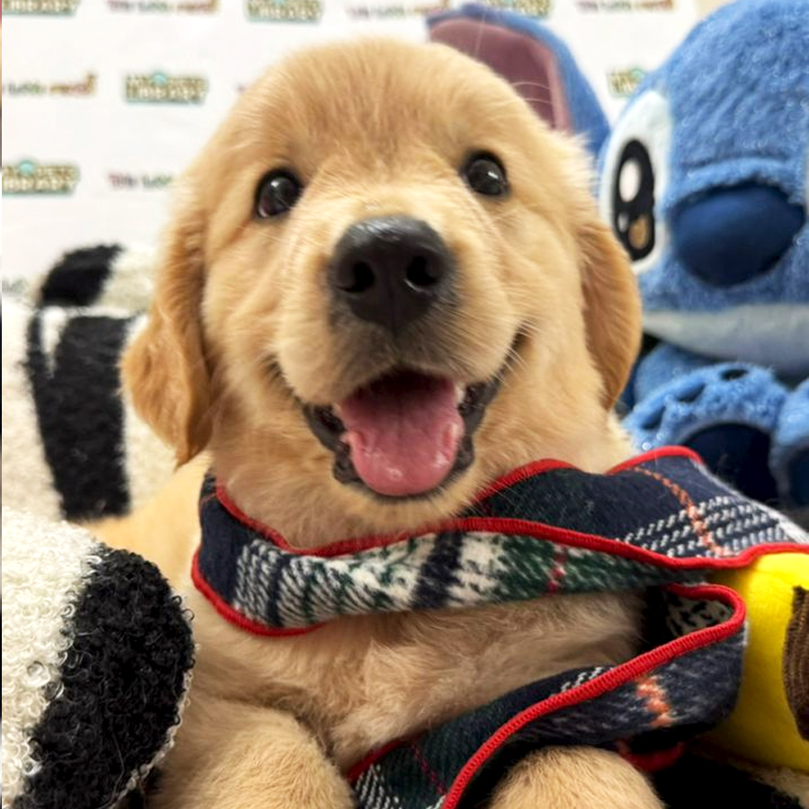 Golden Retriever Puppy
