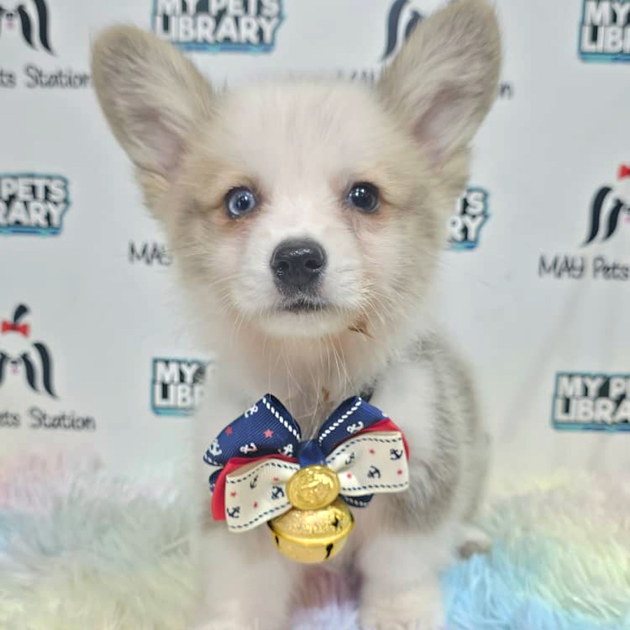 Welsh Corgi Puppy