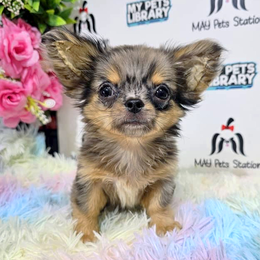 Chihuahua Puppy