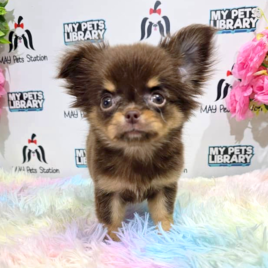 Chihuahua Puppy