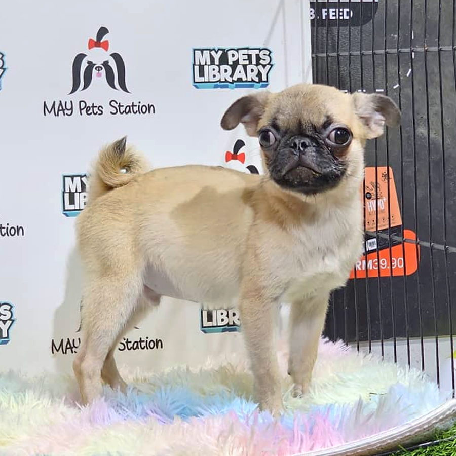 Pug Puppy