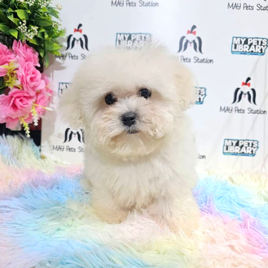 Bichon Frise Puppy