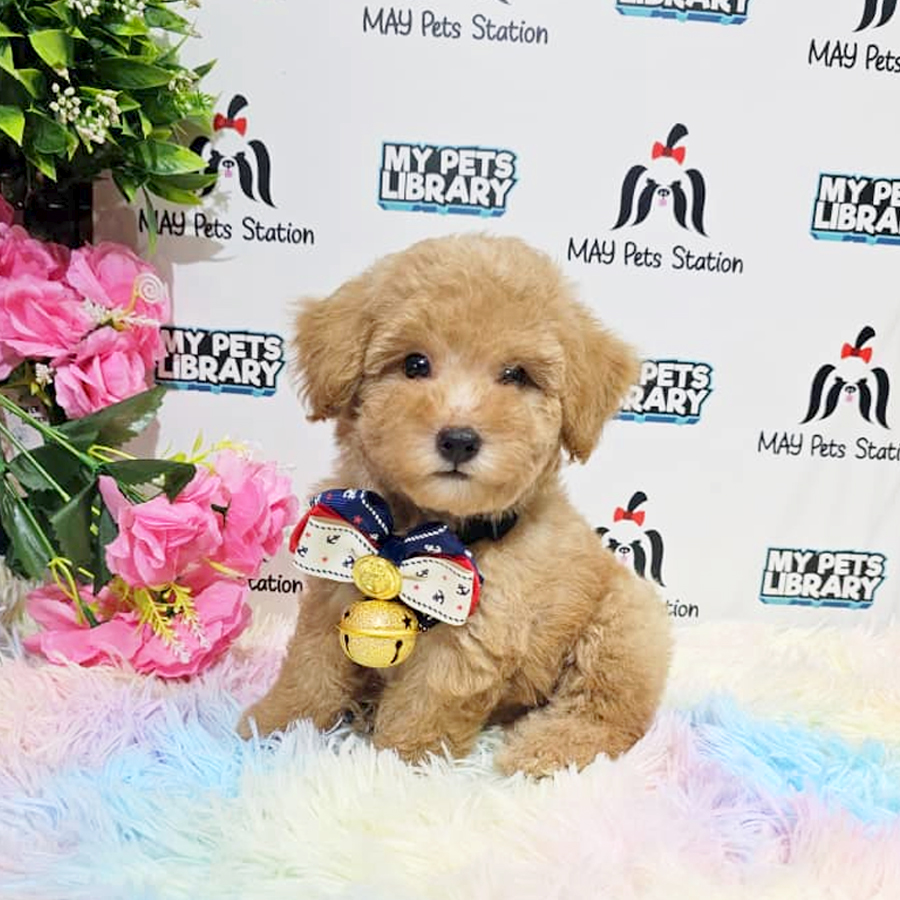Tiny Poodle Puppy