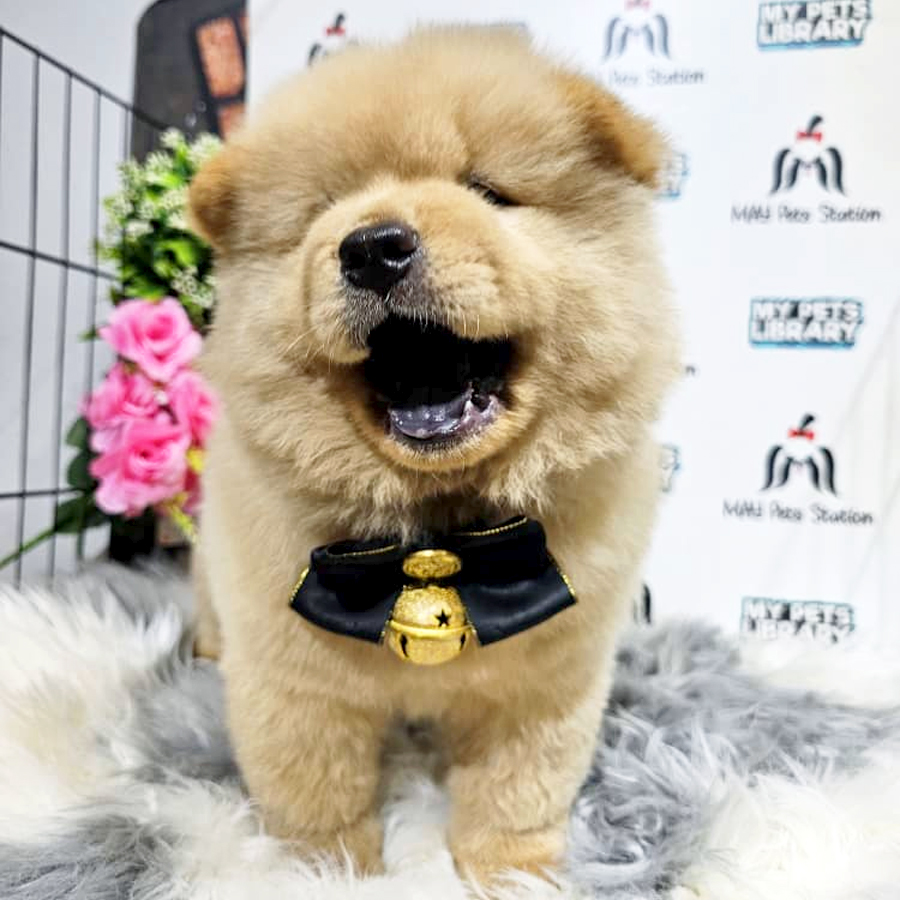 Chow Chow Puppy