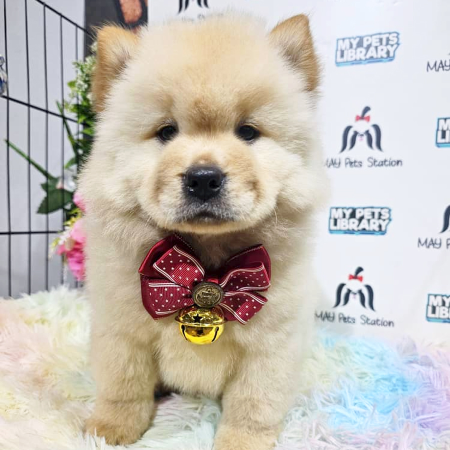 Chow Chow Puppy