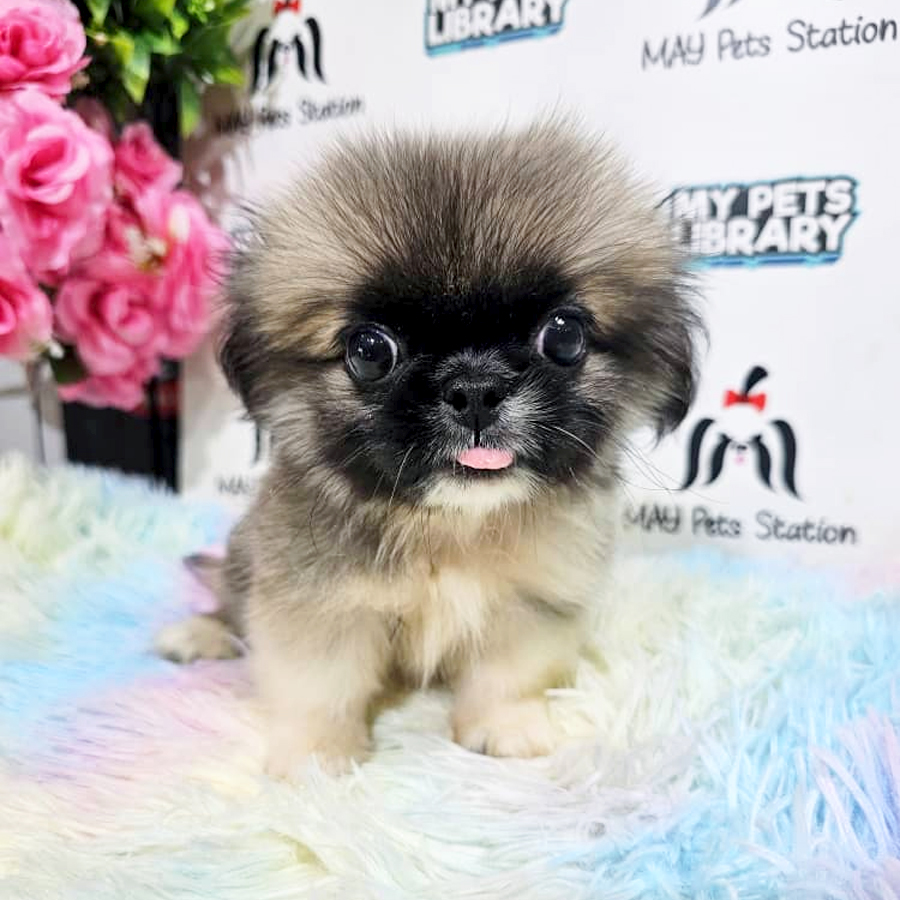 Pekingese Puppy