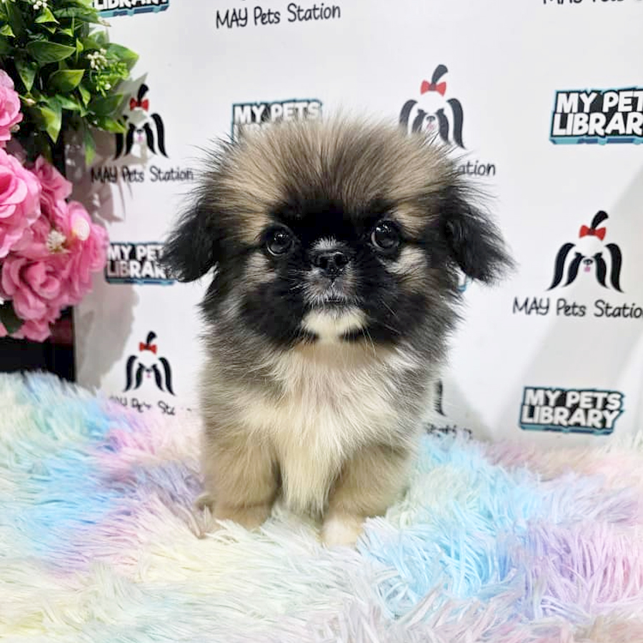 Pekingese Puppy