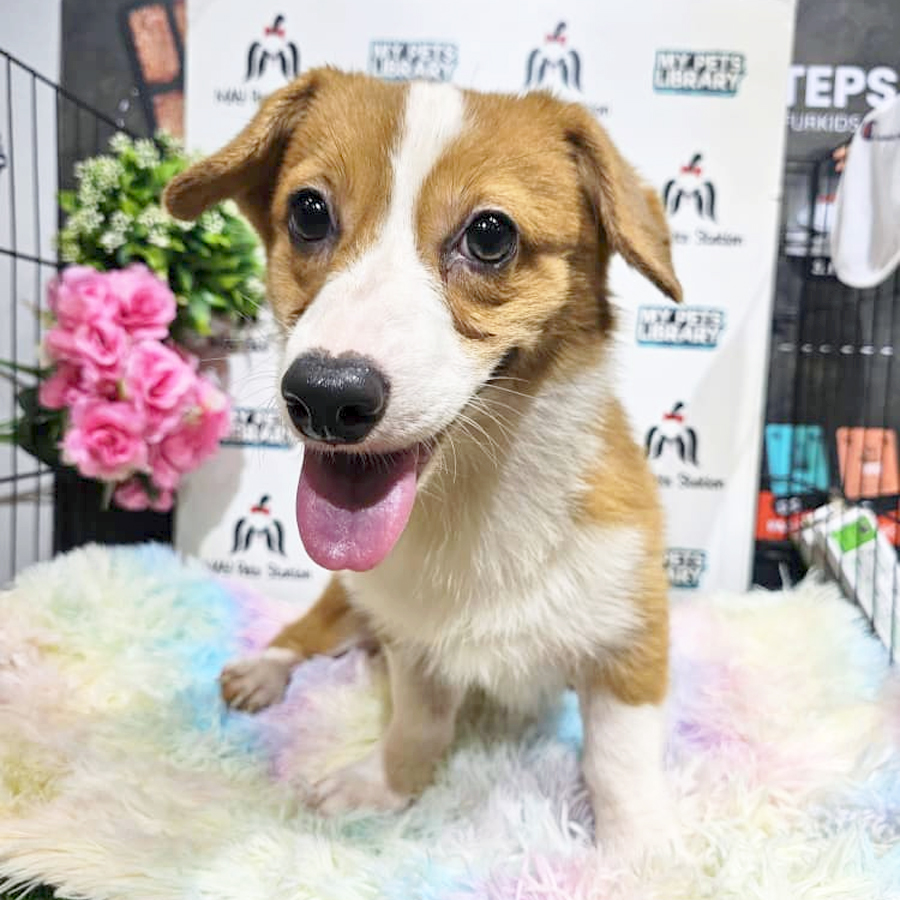 Welsh Corgi PuppyWelsh Corgi Puppy