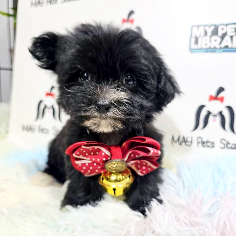Maltipoo Puppy