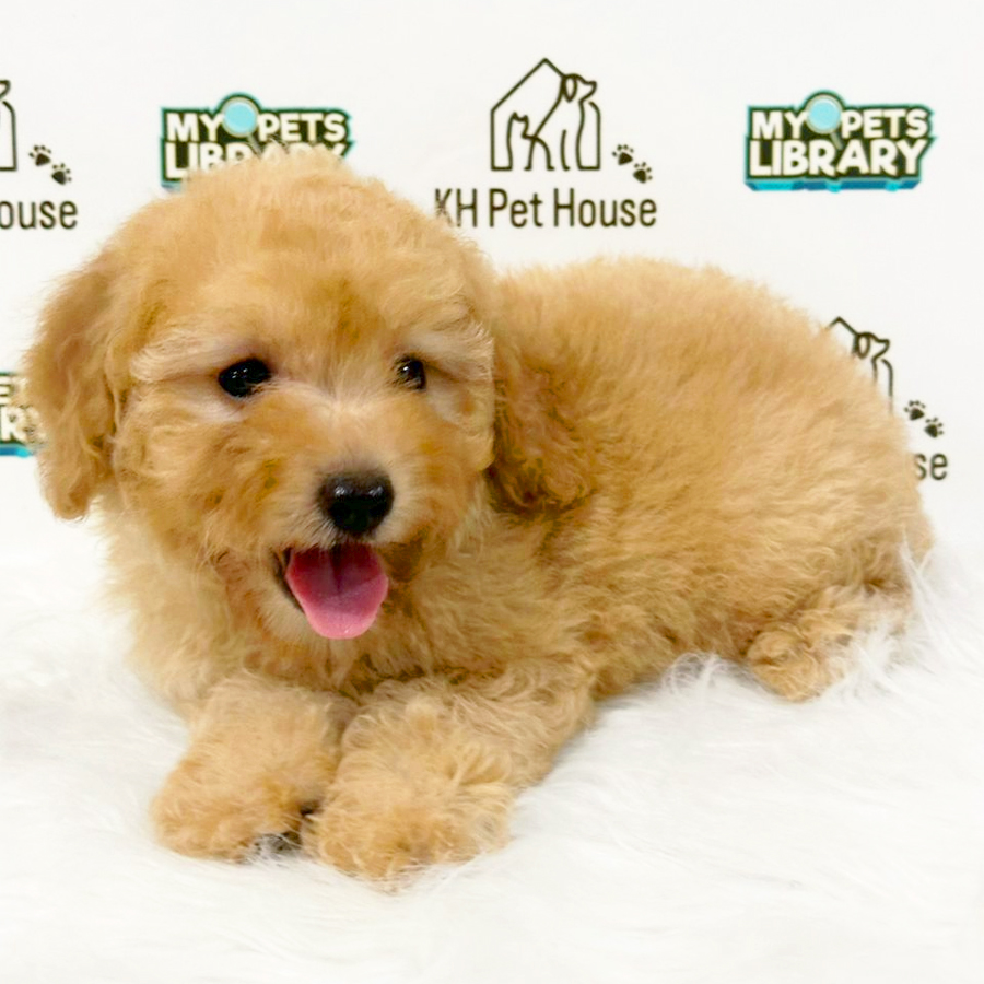 Toy Poodle Puppy