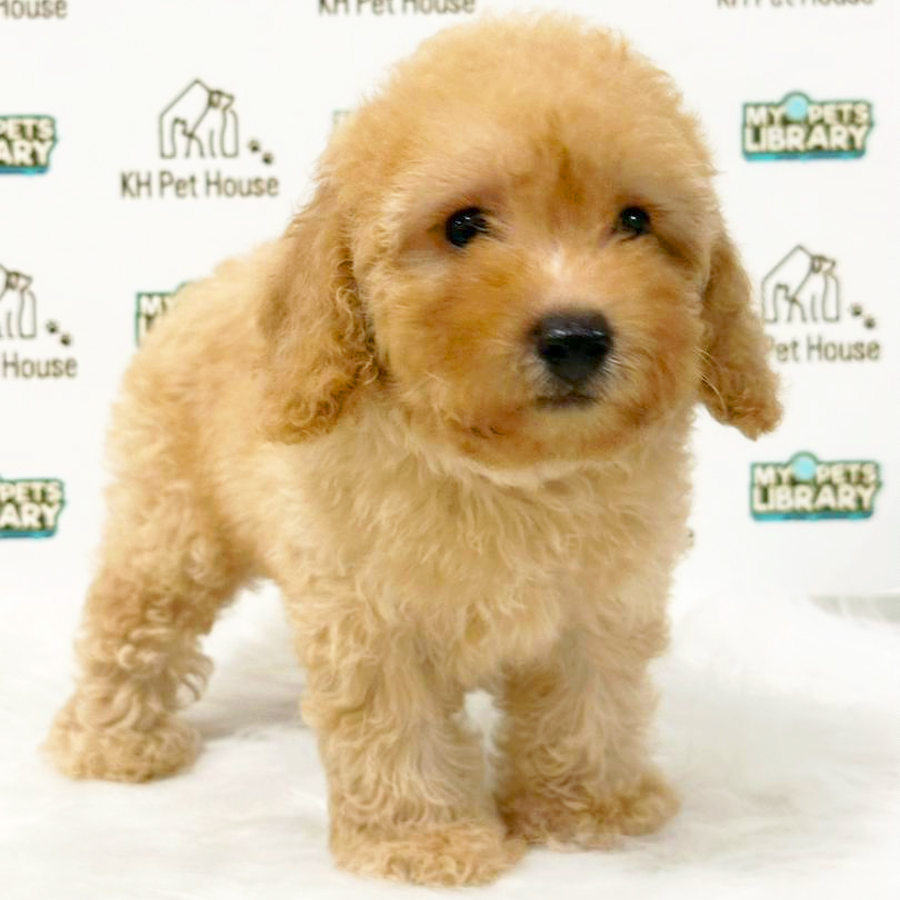 Toy Poodle Puppy