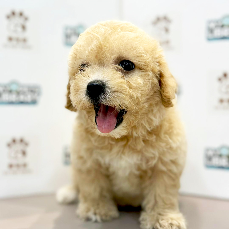 Toy Poodle Puppy