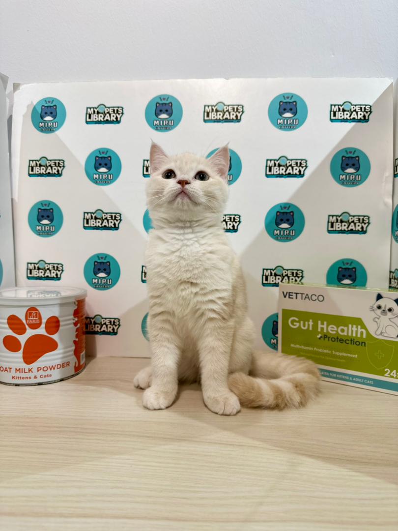 British Shorthair Kitten