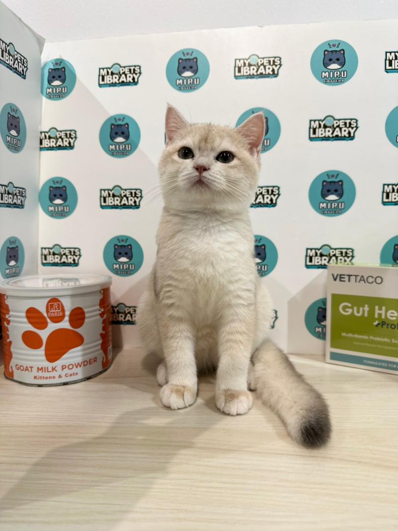 British Shorthair Kitten