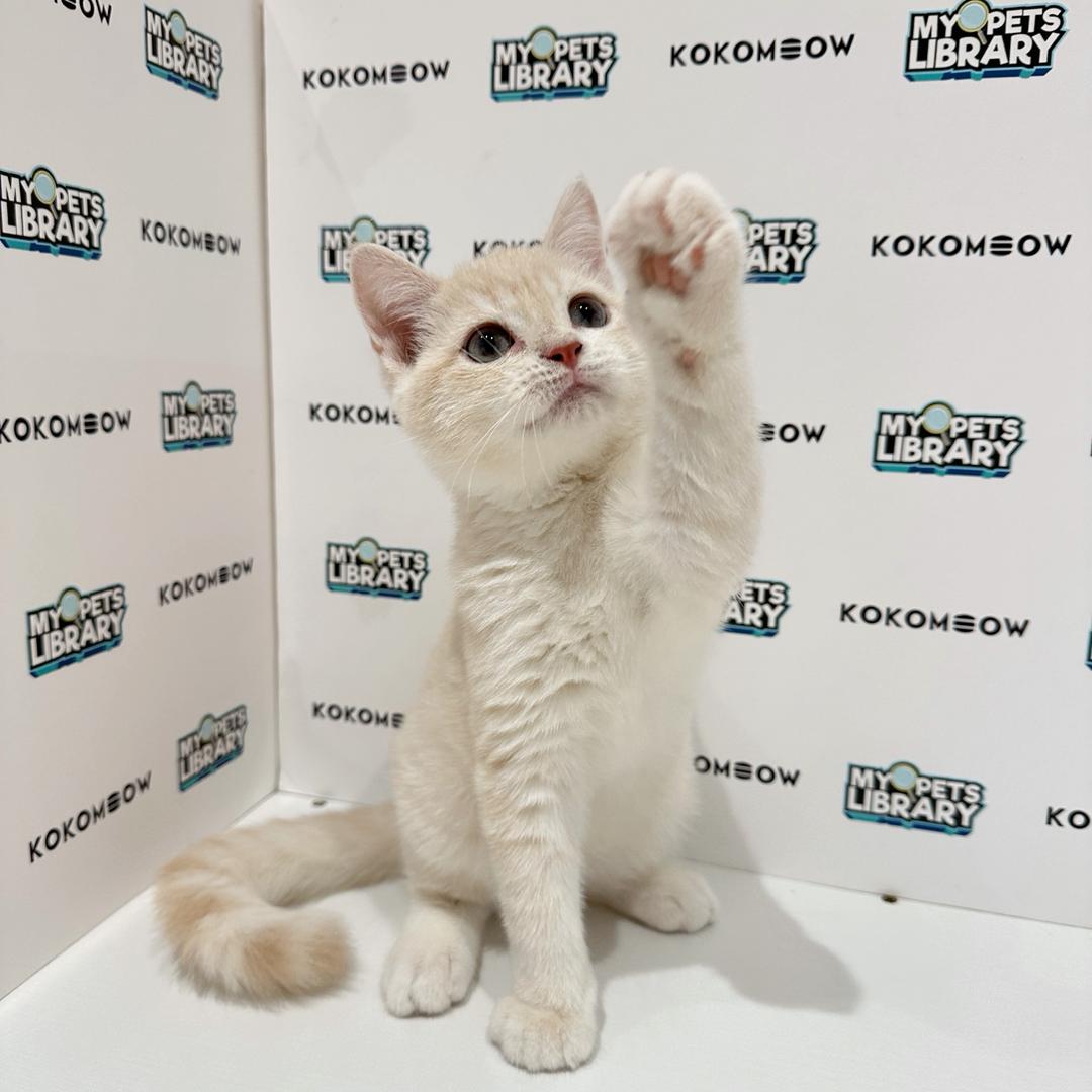 British Shorthair Kitten