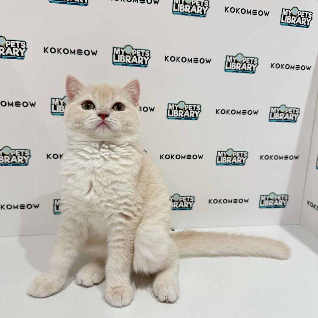 British Shorthair Kitten
