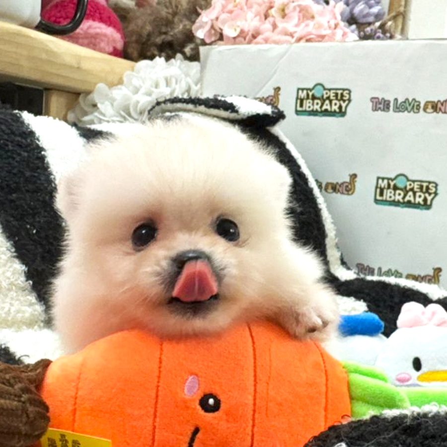 Tiny Pomeranian Puppy