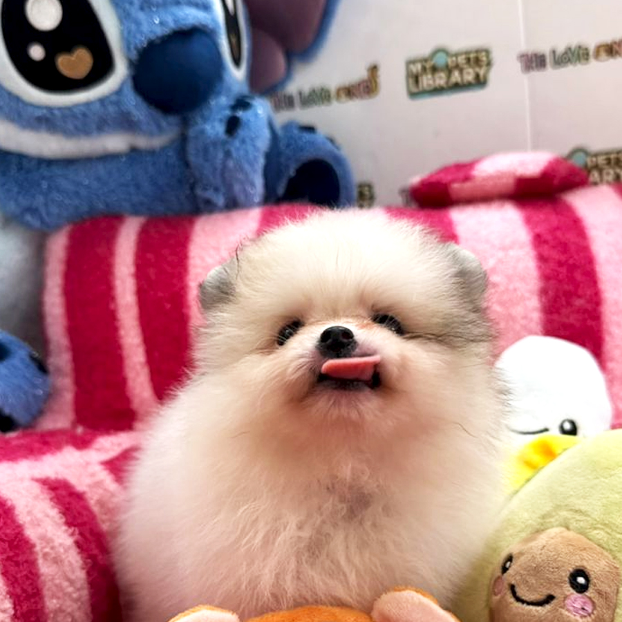 Tiny Pomeranian Puppy