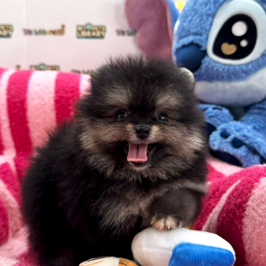 Tiny Pomeranian Puppy