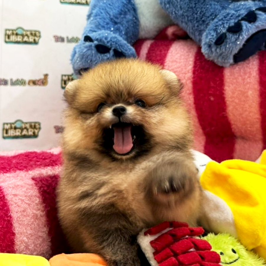 Tiny Pomeranian Puppy