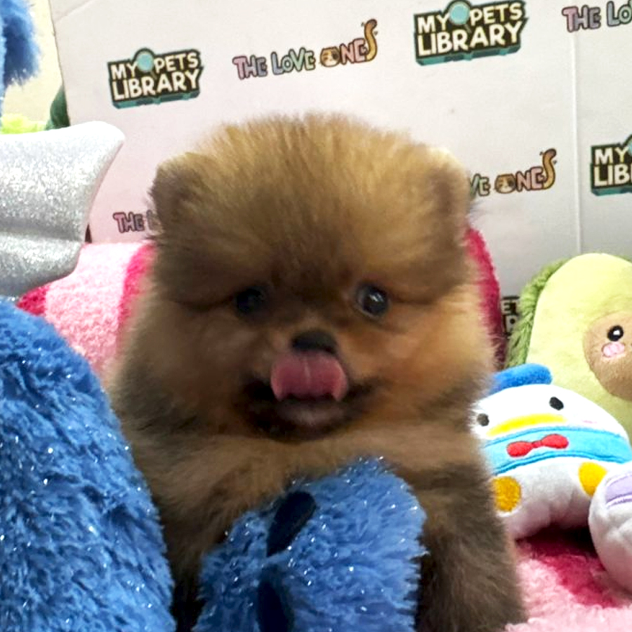 Tiny Pomeranian Puppy