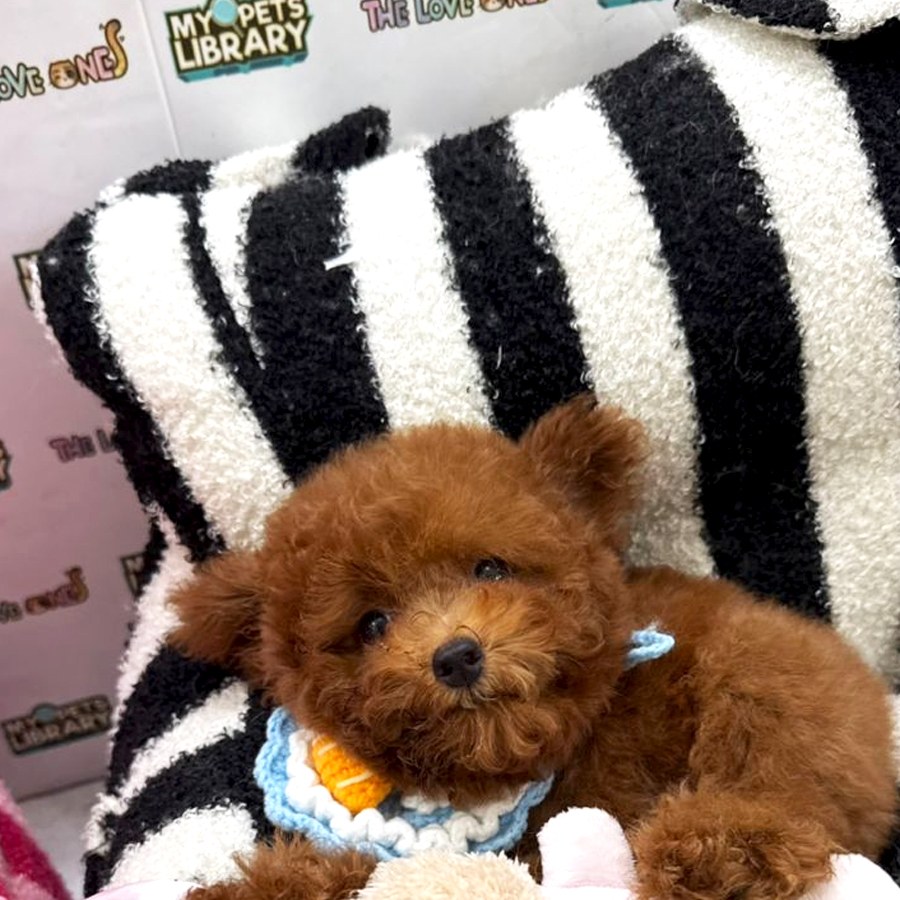Tiny Toy Poodle Puppy