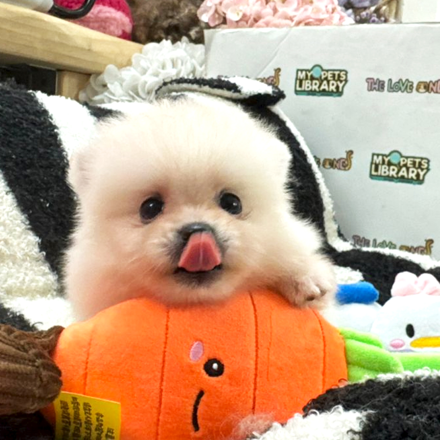 Tiny Pomeranian Puppy